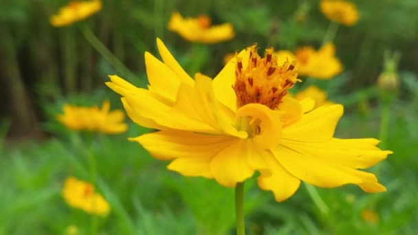 Powolny Ruch Pszczół Owadów Zbierają Nektar Żółtych Kwiatach Rzepaku Pszczoła — Wideo stockowe