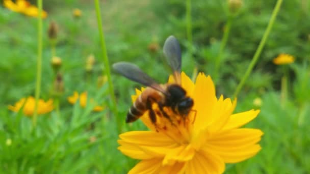 Slow Motion Insect Bees Gather Nectar Yellow Rapeseed Flowers Honey — Stock Video