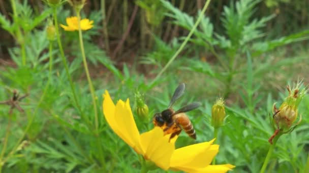 Αργή Κίνηση Των Μελισσών Εντόμων Συλλέγουν Νέκταρ Κίτρινα Άνθη Ελαιοκράμβης — Αρχείο Βίντεο