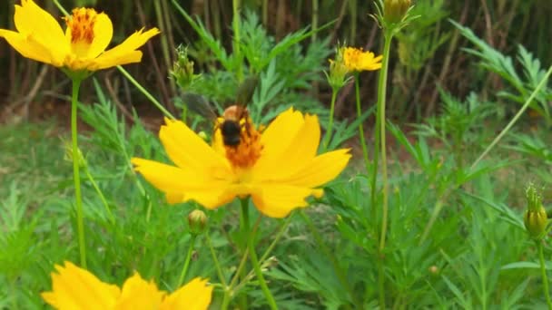 开花的树蜜蜂从果园的白花中采集花粉 蜜蜂和花朵 在阳光灿烂的日子里 一只大而有条纹的蜜蜂在一朵黄色的花朵上采蜜 宏观水平摄影 夏春背景蜜蜂吃东西 — 图库视频影像