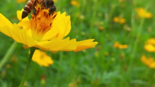 Blommande Träd Bin Samlar Pollen Från Vita Blommor Fruktträdgården Bin — Stockvideo