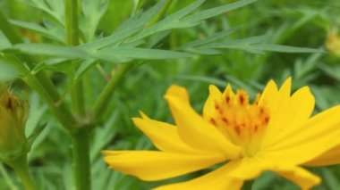 Çiçek açan ağaç. Arı meyve bahçesindeki beyaz çiçeklerden polen topluyor. Arı ve çiçek. Güneşli bir günde, büyük çizgili bir arı sarı bir çiçekte bal toplar. Makro yatay fotoğrafçılık. Yaz ve bahar arkaplanı Balarısı yiyor 