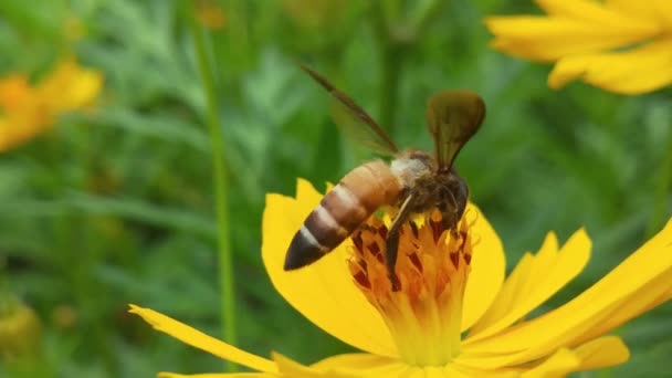 Bloeiende Boom Bijen Verzamelen Stuifmeel Van Witte Bloemen Boomgaard Bijen — Stockvideo