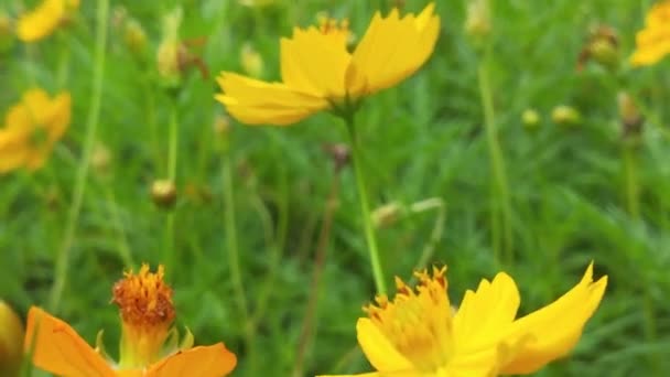 꽃피는 과수원에 꽃에서 꽃가루를 모은다 일월의 커다란 줄무늬 모은다 매크로 — 비디오