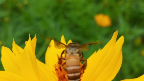 木を開花させる 蜂は果樹園の白い花から花粉を集める 蜂と花 大きな縞模様の蜂のクローズアップは 晴れた日に黄色の花に蜂蜜を収集します マクロ水平撮影 夏と春の背景ミツバチが食べる — ストック動画