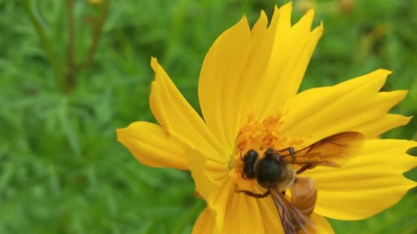Blühender Baum Biene Sammelt Pollen Von Weißen Blüten Obstgarten Biene — Stockvideo