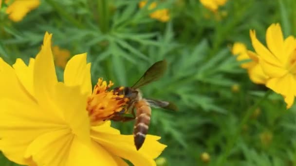 木を開花させる 蜂は果樹園の白い花から花粉を集める 蜂と花 大きな縞模様の蜂のクローズアップは 晴れた日に黄色の花に蜂蜜を収集します マクロ水平撮影 夏と春の背景ミツバチが食べる — ストック動画