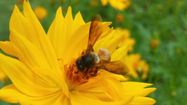 Цветущее Дерево Пчела Собирает Пыльцу Белых Цветов Саду Пчела Цветок — стоковое видео