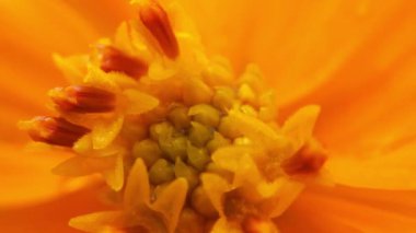 Çiçek açan ağaç. Arı meyve bahçesindeki beyaz çiçeklerden polen topluyor. Arı ve çiçek. Güneşli bir günde, büyük çizgili bir arı sarı bir çiçekte bal toplar. Makro yatay fotoğrafçılık. Yaz ve bahar arkaplanı Balarısı yiyor 