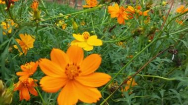 Yavaş Hareket Uçan Bal Arısı Sarı Çiçekten Nektar Toplayan Polen ile kaplıdır. Bahar Çiçeği Elma Çiçekleri. Bal Arısı Tozlaştıran Bahar Ağacı Beyaz Çiçekler Açan Çiçekler. Böcek arıları yavaş çekimde sarı çiçek arıları üzerinde nektar toplarlar.