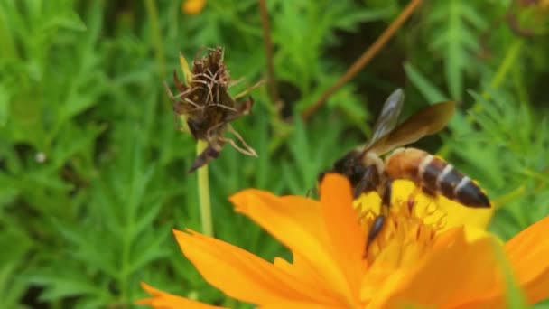 Arbre Fleurs Abeille Recueille Pollen Des Fleurs Blanches Dans Verger — Video