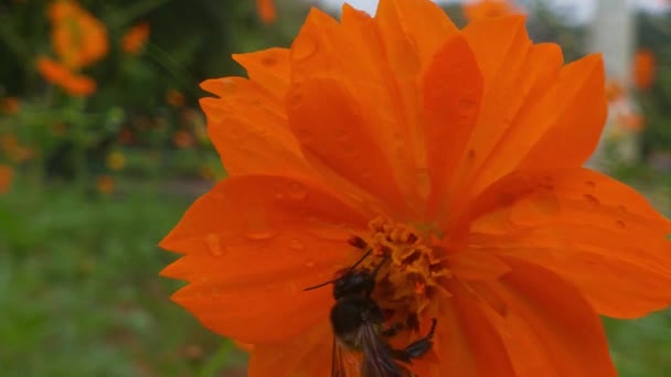 Blommande Träd Bin Samlar Pollen Från Vita Blommor Fruktträdgården Bin — Stockvideo