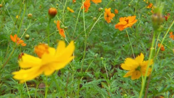 Медленное Движение Летающая Медовая Пчела Покрыта Пыльцой Собирающей Нектар Желтого — стоковое видео