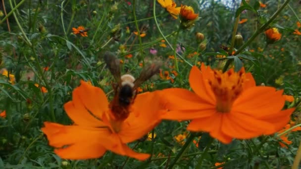 缓慢运动的蜜蜂 用花粉覆盖 从黄花中采集花蜜 春天盛开的苹果花 蜂蜜蜜蜂授粉春树白花绽放花朵 昆虫的缓慢运动在黄花蜜蜂身上采蜜 — 图库视频影像