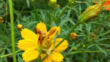 Yavaş Hareket Uçan Bal Arısı Sarı Çiçekten Nektar Toplayan Polen ile kaplıdır. Bahar Çiçeği Elma Çiçekleri. Bal Arısı Tozlaştıran Bahar Ağacı Beyaz Çiçekler Açan Çiçekler. Böcek arıları yavaş çekimde sarı çiçek arıları üzerinde nektar toplarlar.