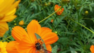 Yavaş Hareket Uçan Bal Arısı Sarı Çiçekten Nektar Toplayan Polen ile kaplıdır. Bahar Çiçeği Elma Çiçekleri. Bal Arısı Tozlaştıran Bahar Ağacı Beyaz Çiçekler Açan Çiçekler. Böcek arıları yavaş çekimde sarı çiçek arıları üzerinde nektar toplarlar.