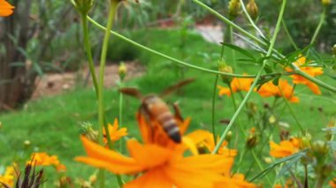 Yavaş Hareket Uçan Bal Arısı Sarı Çiçekten Nektar Toplayan Polen ile kaplıdır. Bahar Çiçeği Elma Çiçekleri. Bal Arısı Tozlaştıran Bahar Ağacı Beyaz Çiçekler Açan Çiçekler. Böcek arıları yavaş çekimde sarı çiçek arıları üzerinde nektar toplarlar.