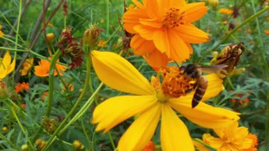 Yavaş Hareket Uçan Bal Arısı Sarı Çiçekten Nektar Toplayan Polen ile kaplıdır. Bahar Çiçeği Elma Çiçekleri. Bal Arısı Tozlaştıran Bahar Ağacı Beyaz Çiçekler Açan Çiçekler. Böcek arıları yavaş çekimde sarı çiçek arıları üzerinde nektar toplarlar.