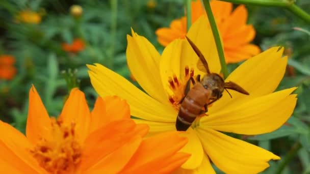 Slow Motion Flying Honey Bee Καλύπτονται Γύρη Συλλογή Νέκταρ Από — Αρχείο Βίντεο