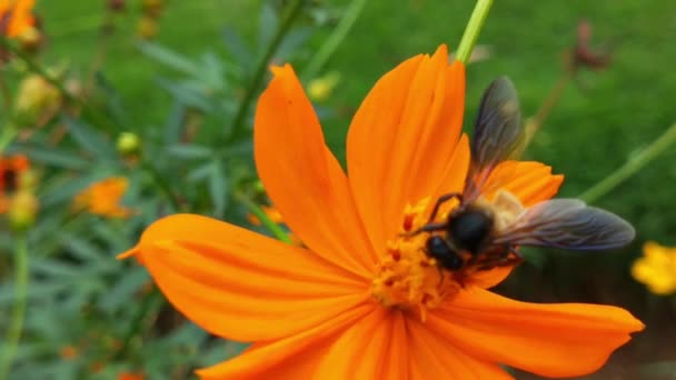 Pomalý Pohyb Létající Včela Pokrytá Pylem Sbírající Výstřih Žlutého Květu — Stock video