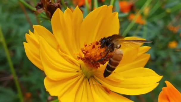 Abeille Miel Volante Mouvement Lent Recouverte Pollen Collectant Nectar Fleur — Video