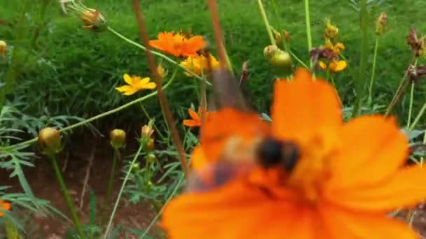 Abelha Voadora Movimento Lento Coberta Com Pólen Coletando Néctar Flor — Vídeo de Stock