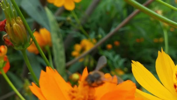 Powolny Ruch Latająca Pszczoła Miodna Pokryta Pyłkiem Zbierającym Nektar Żółtego — Wideo stockowe