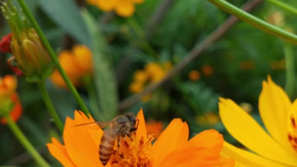 Pomalý Pohyb Létající Včela Pokrytá Pylem Sbírající Výstřih Žlutého Květu — Stock video