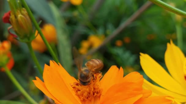 Powolny Ruch Latająca Pszczoła Miodna Pokryta Pyłkiem Zbierającym Nektar Żółtego — Wideo stockowe