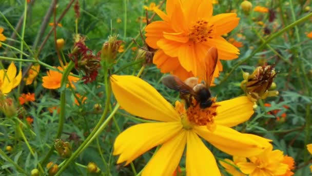 Slow Motion Flying Honey Bee Bedekt Met Pollen Die Nectar — Stockvideo