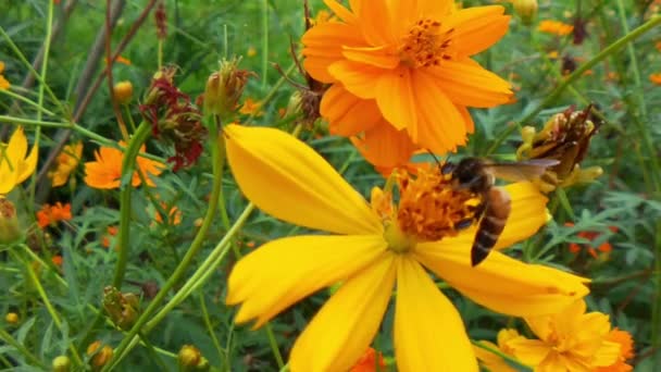 Slow Motion Flying Honey Bee Täckt Med Pollen Samla Nektar — Stockvideo