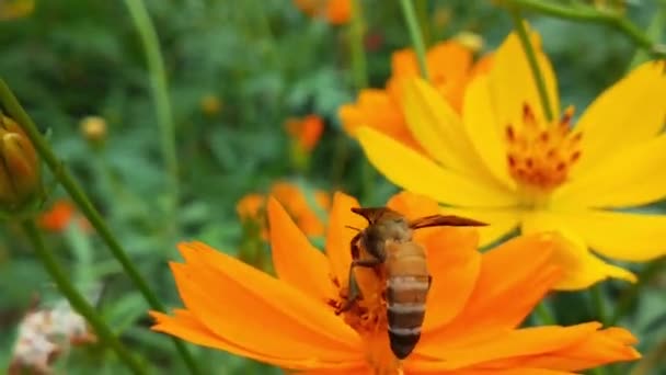 Повільний Рух Комах Бджіл Збирає Нектар Жовтих Ріпакових Квітах Медоносних — стокове відео