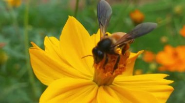 Böcek arıları yavaş çekimde sarı kolza çiçekleri üzerinde nektar toplarlar bal arısı yağ tohumu tarlasında yoğun çalışır ilkbahar güneşli sabahında polen balı toplamak için çok çalışır. Bir arı bir karahindibadan polen toplar. Sarı çiçek. Yavaş Hareket Uçan Bal Arısı 