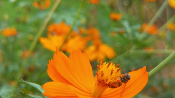 Böcek Arıları Yavaş Çekimde Sarı Kolza Çiçekleri Üzerinde Nektar Toplarlar — Stok video