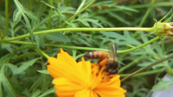 昆虫缓慢地在油籽地里忙着采蜜的黄菜花蜜蜂上采蜜 在春日阳光明媚的早晨努力采蜜 蜜蜂从蒲公英上采集花粉 黄色的花慢动作飞蜂 — 图库视频影像