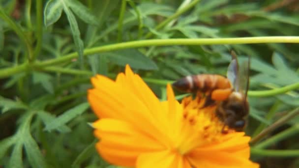 Rovarméh Lassú Mozgása Nektárt Gyűjt Sárga Repcemévirágokra Méhecske Keményen Dolgozik — Stock videók