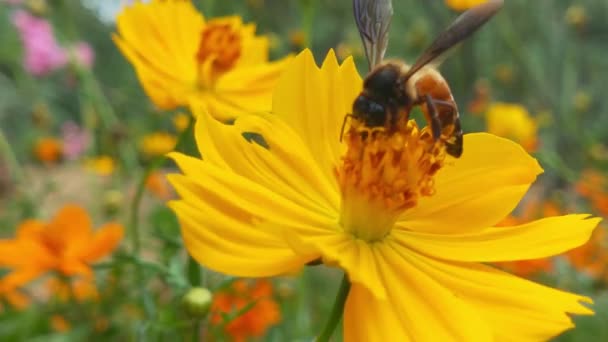 昆虫蜂の動きが遅い黄色の菜の花に蜜を集める油田で忙しいミツバチは 春の晴れた朝に花粉蜜を集めるために懸命に働きます ミツバチはタンポポから花粉を収集します 黄色い花 スローモーションフライングハニービー — ストック動画