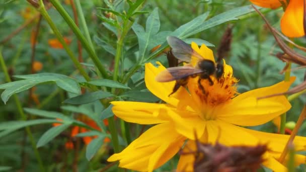 Slow Motion Insect Bees Verzamelen Nectar Gele Koolzaad Bloemen Honingbij — Stockvideo