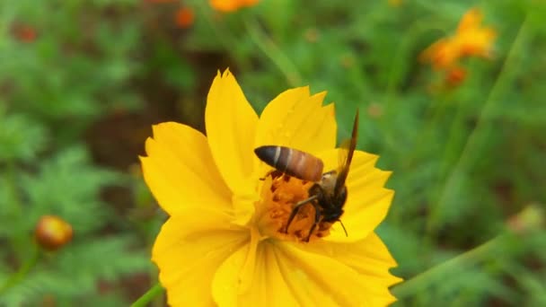 Powolny Ruch Owadów Pszczoły Zbierają Nektar Żółtych Kwiatach Rzepaku Pszczoła — Wideo stockowe