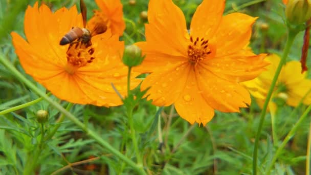 Ralenti Des Insectes Les Abeilles Récoltent Nectar Sur Les Fleurs — Video