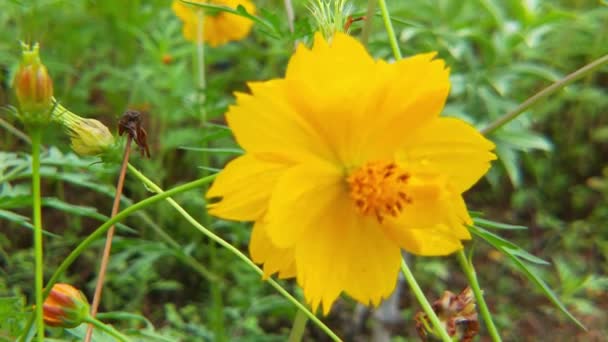 Αργή Κίνηση Των Μελισσών Εντόμων Συλλέγουν Νέκταρ Κίτρινα Άνθη Ελαιοκράμβης — Αρχείο Βίντεο