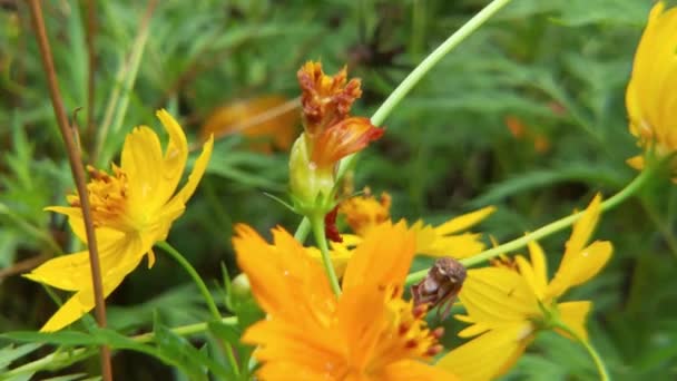 昆虫蜂の動きが遅い黄色の菜の花に蜜を集める油田で忙しいミツバチは 春の晴れた朝に花粉蜜を集めるために懸命に働きます ミツバチはタンポポから花粉を収集します 黄色い花 スローモーションフライングハニービー — ストック動画
