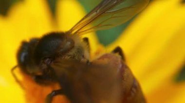 Böcek arıları yavaş çekimde sarı kolza çiçekleri üzerinde nektar toplarlar bal arısı yağ tohumu tarlasında yoğun çalışır ilkbahar güneşli sabahında polen balı toplamak için çok çalışır. Bir arı bir karahindibadan polen toplar. Sarı çiçek. Yavaş Hareket Uçan Bal Arısı 