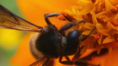 Böcek arıları yavaş çekimde sarı kolza çiçekleri üzerinde nektar toplarlar bal arısı yağ tohumu tarlasında yoğun çalışır ilkbahar güneşli sabahında polen balı toplamak için çok çalışır. Bir arı bir karahindibadan polen toplar. Sarı çiçek. Yavaş Hareket Uçan Bal Arısı 