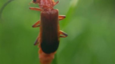 Scutelleridae, gerçek bir böcek familyasıdır. Genellikle parlak renklerinden dolayı mücevher böcekleri veya metalik kalkan böcekleri olarak bilinirler..