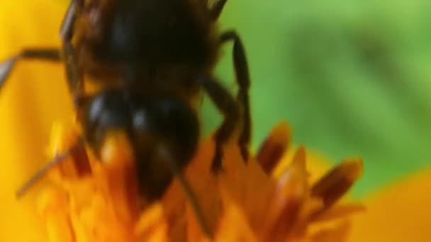 昆虫缓慢地在油籽地里忙着采蜜的黄菜花蜜蜂上采蜜 在春日阳光明媚的早晨努力采蜜 蜜蜂从蒲公英上采集花粉 黄色的花慢动作飞蜂 — 图库视频影像