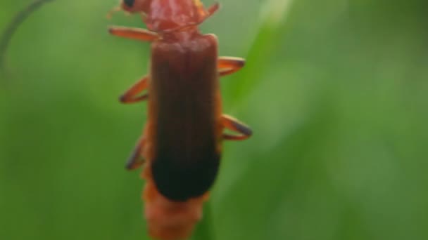Scutelleridae Gerçek Bir Böcek Familyasıdır Genellikle Parlak Renklerinden Dolayı Mücevher — Stok video