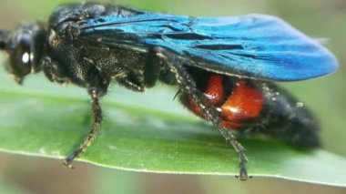 Scutelleridae, gerçek bir böcek familyasıdır. Genellikle parlak renklerinden dolayı mücevher böcekleri veya metalik kalkan böcekleri olarak bilinirler..