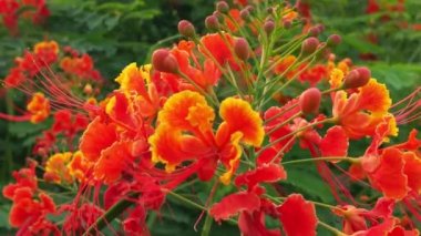 Çiçekli yonca ve çayırdaki sarı çiçek, güneş ışınlarıyla aydınlatılan çiçekler, ilkbaharda güzel doğa. Güzel bir geçmişi olan sarı yabani çiçekler. Ufukta sarı yabani çiçeklerin çiçekleri, bulanık bir siluet ve yarım ay çiçekleri.