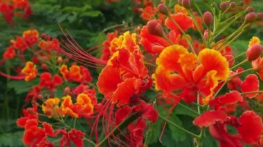 Çiçekli yonca ve çayırdaki sarı çiçek, güneş ışınlarıyla aydınlatılan çiçekler, ilkbaharda güzel doğa. Güzel bir geçmişi olan sarı yabani çiçekler. Ufukta sarı yabani çiçeklerin çiçekleri, bulanık bir siluet ve yarım ay çiçekleri.